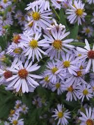 Image result for Aster lanceolatus