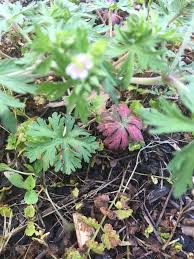 Attēlu rezultāti vaicājumam “Geranium sylvaticum bud”