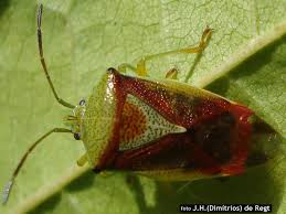 Attēlu rezultāti vaicājumam “Elasmostethus interstinctus nymph”