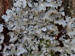 Attēlu rezultāti vaicājumam “Parmelia submontana”