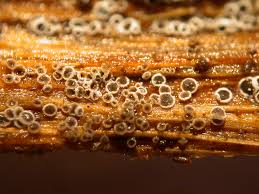 Attēlu rezultāti vaicājumam “Lachnella alboviolascens”