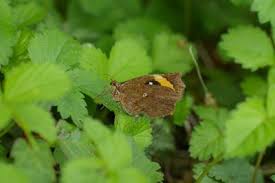 「憚木蝶左」の画像検索結果