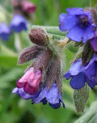 Attēlu rezultāti vaicājumam “Pulmonaria angustifolia leaf”