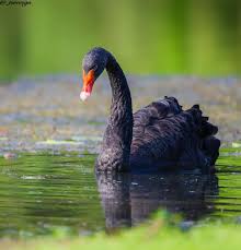 Attēlu rezultāti vaicājumam “Cygnus atratus”