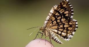 Attēlu rezultāti vaicājumam “Chiasmia clathrata”