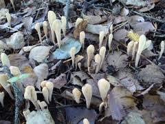 Attēlu rezultāti vaicājumam “Clavariadelphus ligula”