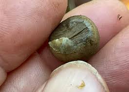 Attēlu rezultāti vaicājumam “Lycogala cf. fossiculatum young”