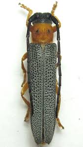 Attēlu rezultāti vaicājumam “Oberea oculata”