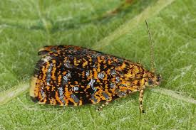 Attēlu rezultāti vaicājumam “Celypha siderana”