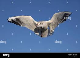 Attēlu rezultāti vaicājumam “Larus ridibundus adult”