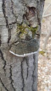 Attēlu rezultāti vaicājumam “Phellinus tremulae”