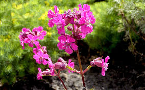 Image result for Pechnelke