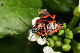 Attēlu rezultāti vaicājumam “Eurydema dominulus”