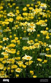 Image result for Anthemis tinctoria