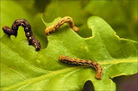 Attēlu rezultāti vaicājumam “Erannis defoliaria larva”