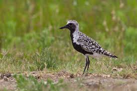 Attēlu rezultāti vaicājumam “Pluvialis squatarola”