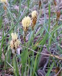 Attēlu rezultāti vaicājumam “Carex caryophyllea”