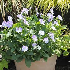 Attēlu rezultāti vaicājumam “Viola x williamsii”