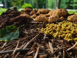 Attēlu rezultāti vaicājumam “Fuligo septica var. rosea young”