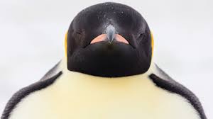 Image result for penguin