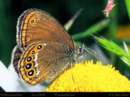 Attēlu rezultāti vaicājumam “Coenonympha hero”