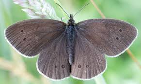 Attēlu rezultāti vaicājumam “Aphantopus hyperantus”