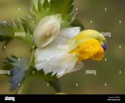 Attēlu rezultāti vaicājumam “Rhinanthus serotinus flower”