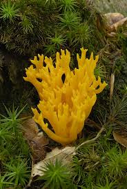 Attēlu rezultāti vaicājumam “Calocera viscosa”