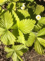 Attēlu rezultāti vaicājumam “Fragaria vesca leaf”