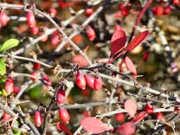 Attēlu rezultāti vaicājumam “Berberis thunbergii fruit”