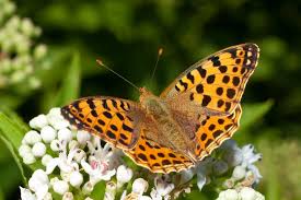 Attēlu rezultāti vaicājumam “Issoria lathonia upperside”