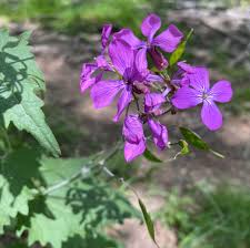 Image result for Lunaria annua