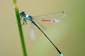 Attēlu rezultāti vaicājumam “Ischnura elegans”