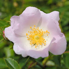 Image result for Rosa canina