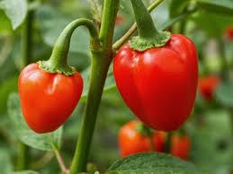 Afbeeldingsresultaat voor naga jolokia hot pepper