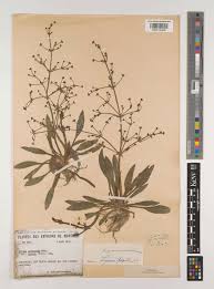 Attēlu rezultāti vaicājumam “Alisma gramineum flower”