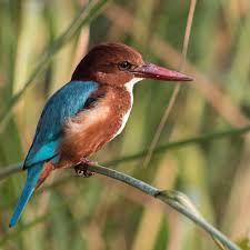 Attēlu rezultāti vaicājumam “Alcedo atthis adult”