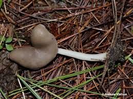 Attēlu rezultāti vaicājumam “Helvella elastica”