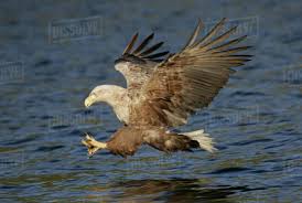 Attēlu rezultāti vaicājumam “Haliaeetus albicilla adult”