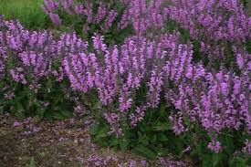 Image result for Salvia pratensis