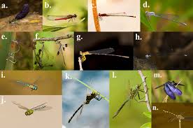 Attēlu rezultāti vaicājumam “Odonata”