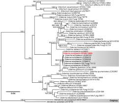 Attēlu rezultāti vaicājumam “Diderma chondrioderma spores”