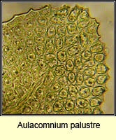 Attēlu rezultāti vaicājumam “Acrocarpous mosses”