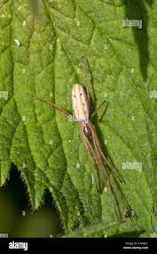 Attēlu rezultāti vaicājumam “Tetragnatha extensa”