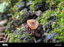 Attēlu rezultāti vaicājumam “Ciboria amentacea”