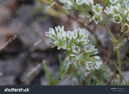 Attēlu rezultāti vaicājumam “Scleranthus perennis”