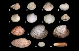 Image result for Clams