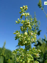 Attēlu rezultāti vaicājumam “Rumex hydrolapathum fruit”