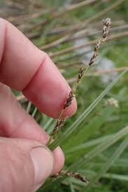 Attēlu rezultāti vaicājumam “Carex loliacea leaf”
