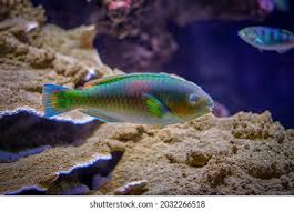 Image result for Scarus psittacus